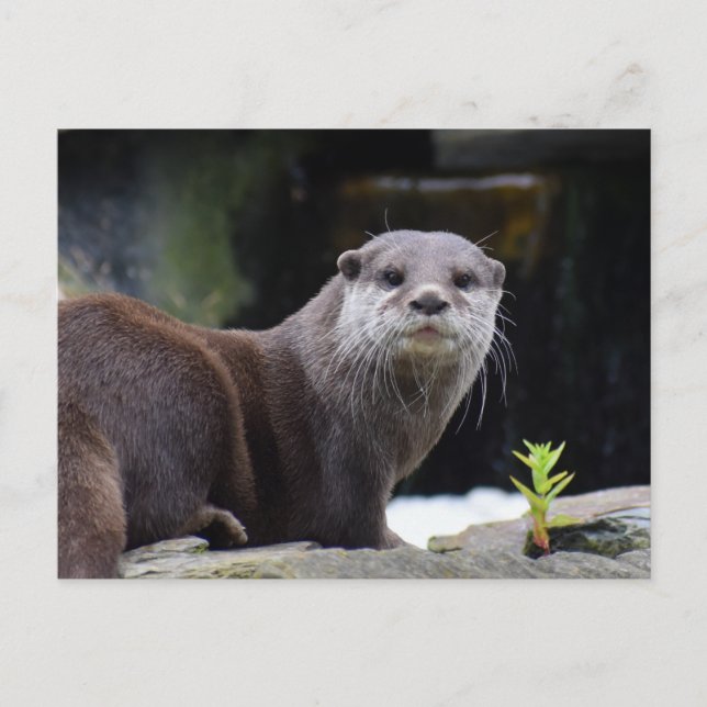 Carte Postale Otter (Devant)