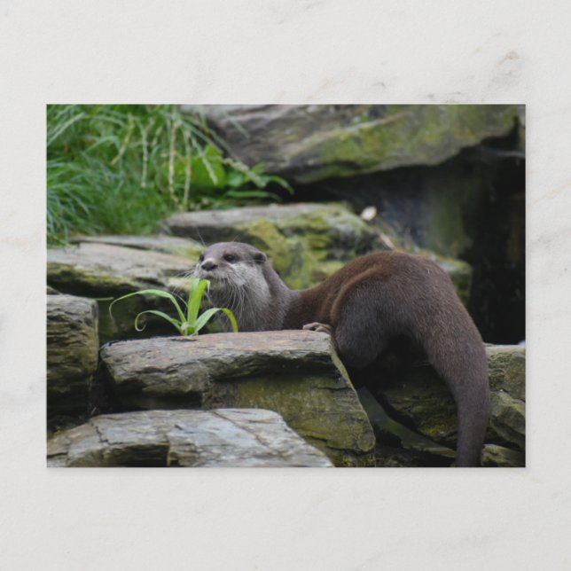 Carte Postale Otter (Devant)