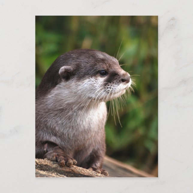Carte Postale Otter-342 (Devant)