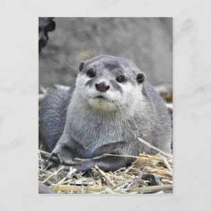 Carte Postale Otter asiatique à petite taille