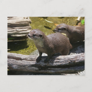 Carte Postale Otter asiatique à petites griffes