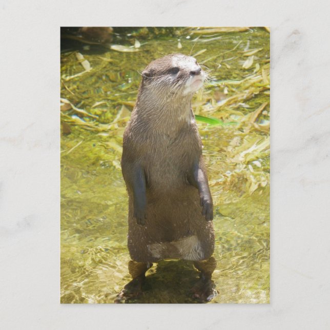 Carte Postale Otter asiatique à petites griffes (Devant)