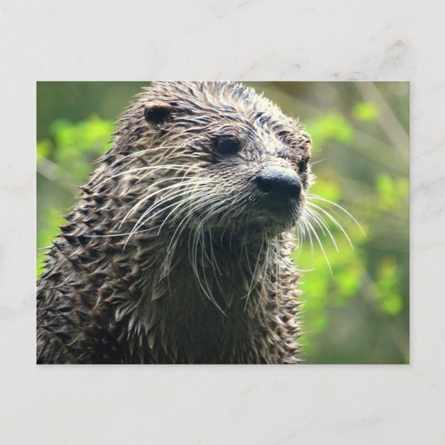 Carte postale Otter de l'État de Washington (Devant)