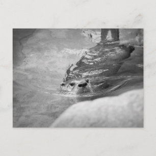 Carte Postale Otter de natation BW