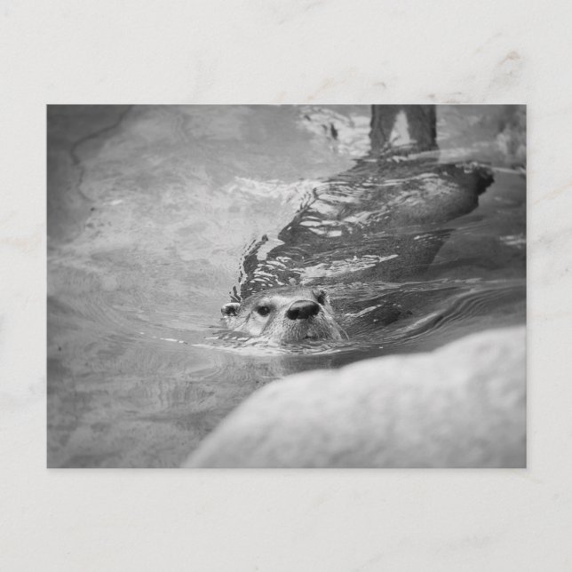 Carte Postale Otter de natation BW (Devant)