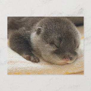 Carte Postale Otter endormi