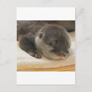 Carte Postale Otter endormi