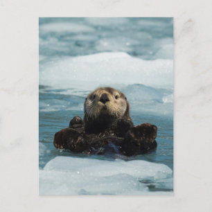 Carte Postale Otter flottante
