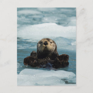 Carte Postale Otter flottante