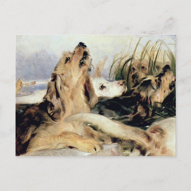 Carte Postale Otter Hounds (Devant)