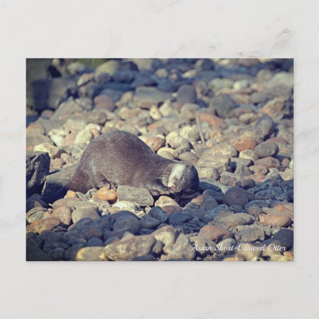 Carte Postale Otter Short Clawed au zoo de Drusillas dans l'est  (Devant)