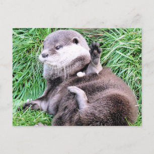 CARTE POSTALE OTTERS