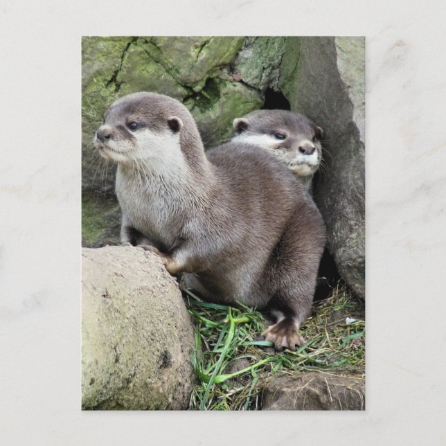 CARTE POSTALE OTTERS (Devant)