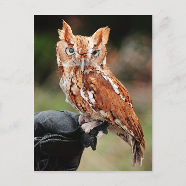 Carte postale Otus asio de la Chouette à cris de l (Devant)