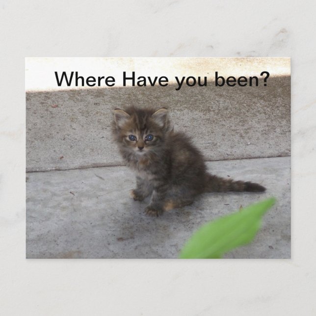 Carte Postale Où avez-vous été Kitten Post Card 075 (Devant)