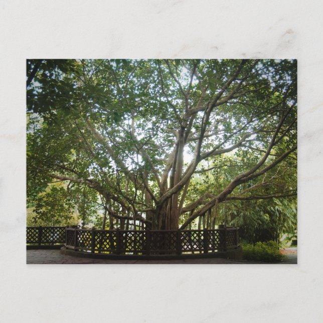 Carte Postale Où commence la vie (Devant)