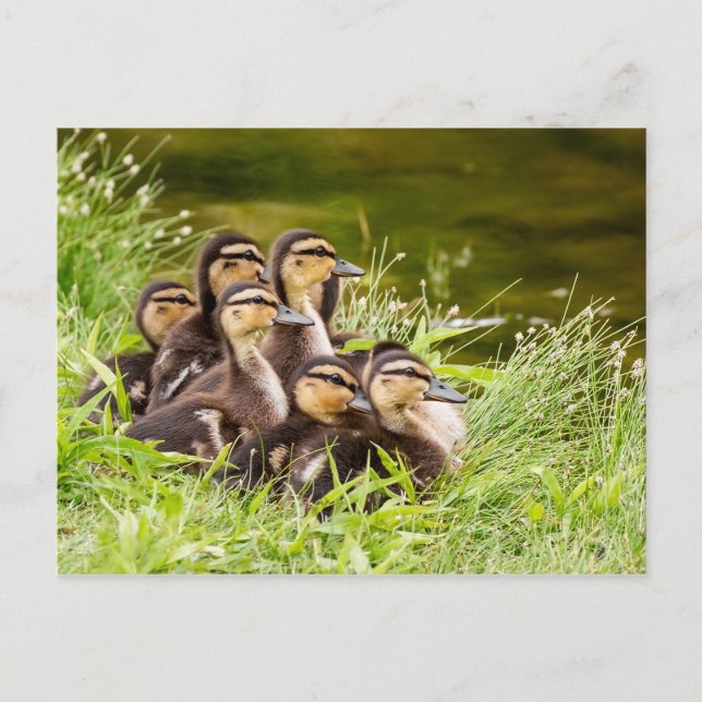 Carte Postale Où est maman ? (Devant)