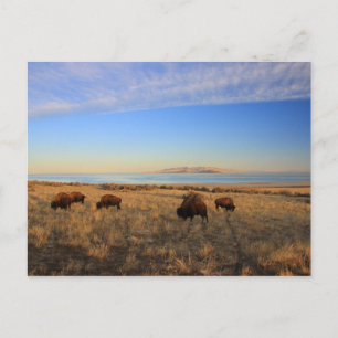 Carte Postale Où Le Buffalo Roam