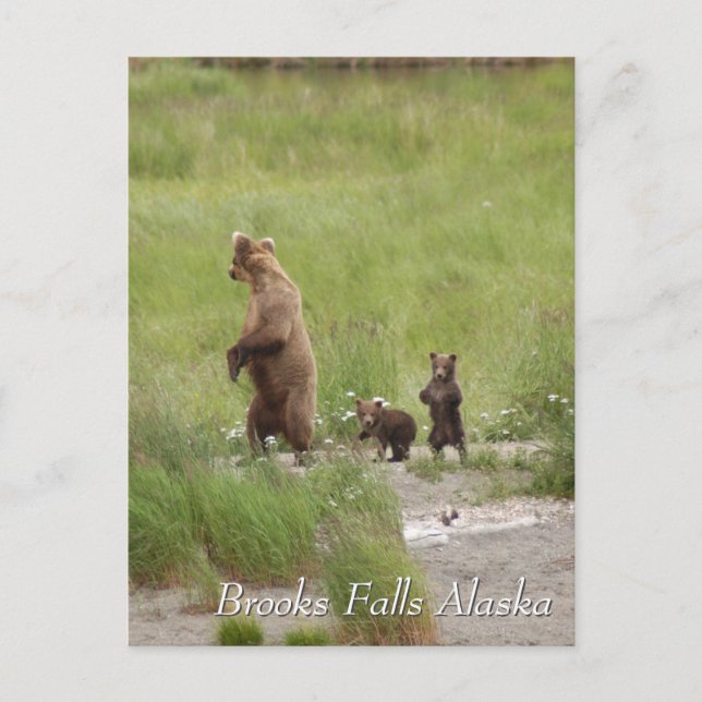 Carte Postale Où on va maman, Brooks Falls Alaska (Devant)