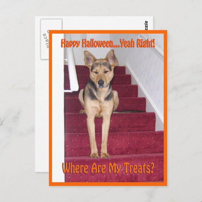 Carte Postale Où sont mes friandises GSD Chien Halloween (Devant / Derrière)