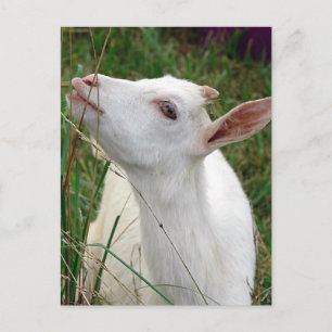 Carte Postale Ouah ! Cette herbe est plus grande que moi