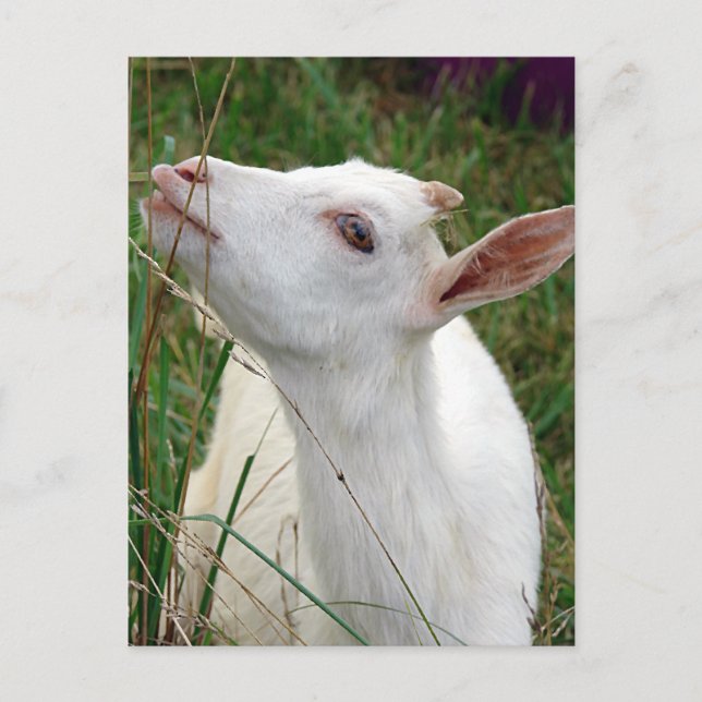 Carte Postale Ouah ! Cette herbe est plus grande que moi (Devant)