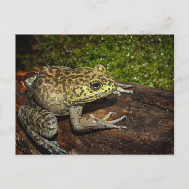 Carte Postale Ouaouaron, Rana catesbeiana (Devant)