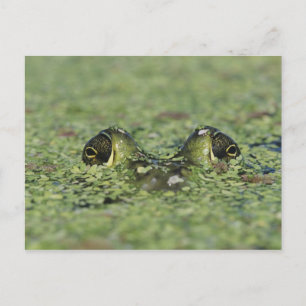 Carte Postale Ouaouaron, Rana catesbeiana, adulte dans la lentil