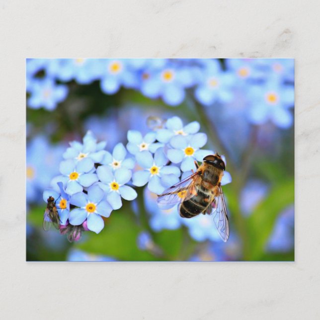 Carte Postale Oubliez-moi-pas les fleurs avec le mouflon (Devant)