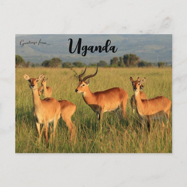 Carte Postale Ouganda Kob Queen Elizabeth National Park (Devant)