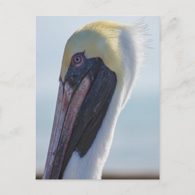 Carte Postale Oui, je suis magnifique (Devant)