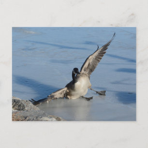 Carte Postale Oups !