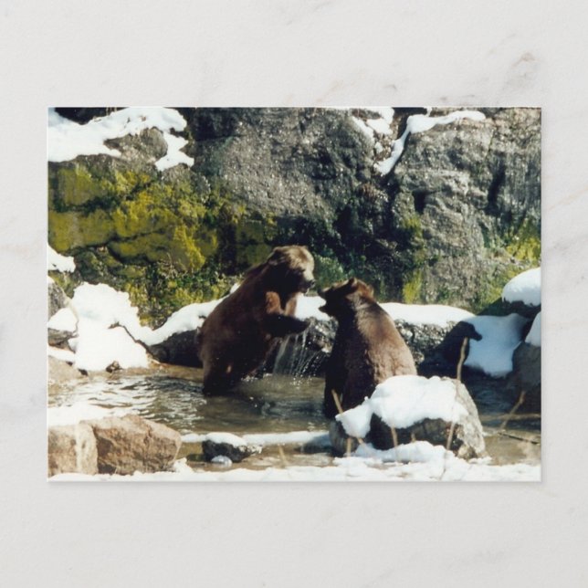 Carte Postale ours (Devant)