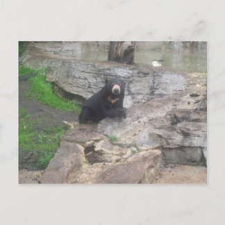 Carte Postale ours