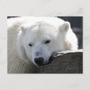 Carte Postale Ours 002