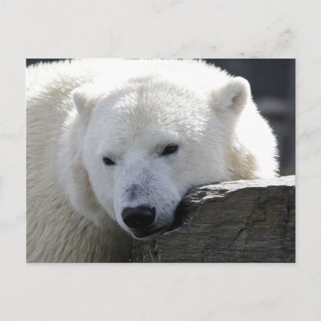 Carte Postale Ours 002 (Devant)
