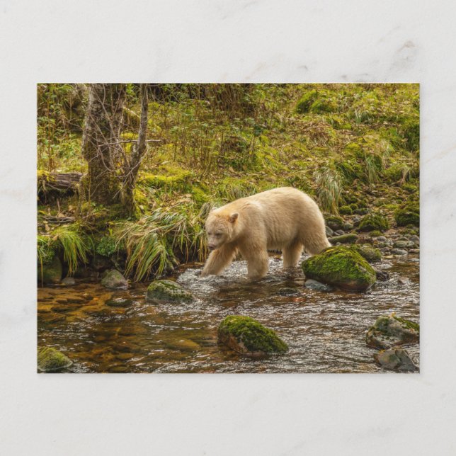 Carte Postale Ours à l'esprit blanc chasse le poisson dans le ru (Devant)