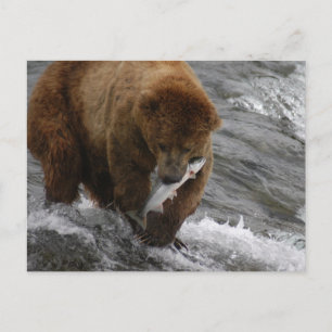 Carte Postale Ours avec saumon, Brooks Falls Alaska