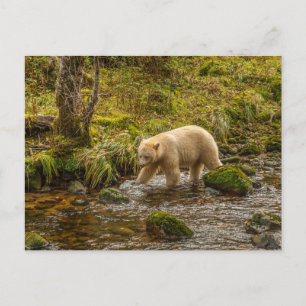 Carte Postale Ours blanc cherche des poissons dans le ruisseau R
