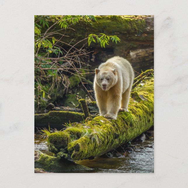 Carte Postale Ours blanc | Colombie-Britannique, Canada (Devant)