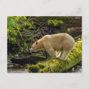 Carte Postale Ours blanc esprit