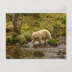 Carte Postale Ours blanc fantôme chasse le poisson dans le ruiss