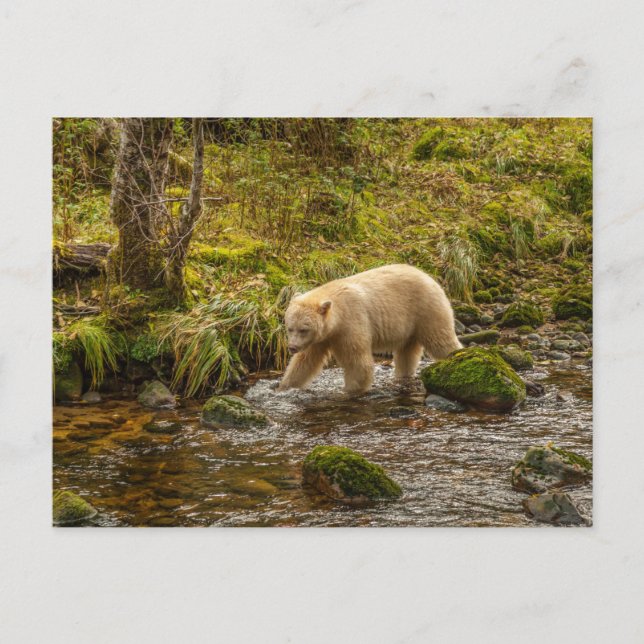 Carte Postale Ours blanc fantôme chasse le poisson dans le ruiss (Devant)