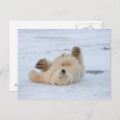 Carte Postale ours blanc, maritimus d'Ursus, petit animal (Devant / Derrière)