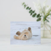 Carte Postale ours blanc, maritimus d'Ursus, petit animal (Debout devant)
