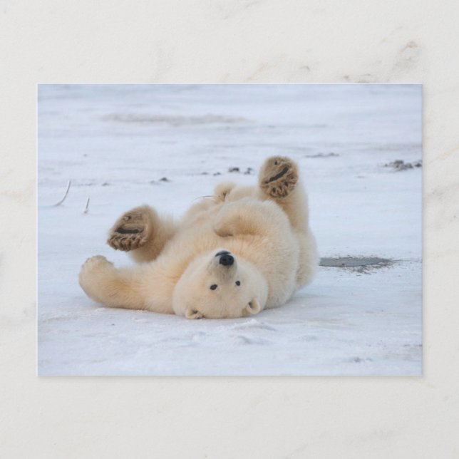 Carte Postale ours blanc, maritimus d'Ursus, petit animal (Devant)