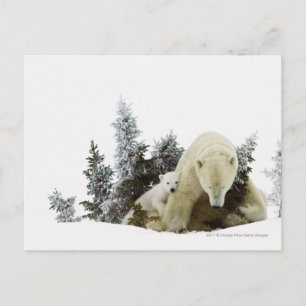 Carte Postale Ours blancs au parc national de Wapusk