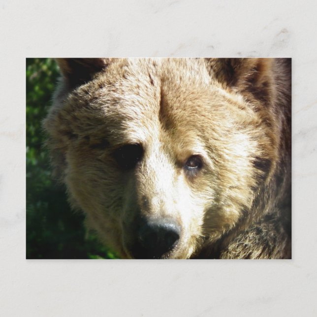Carte Postale ours Brown (Devant)