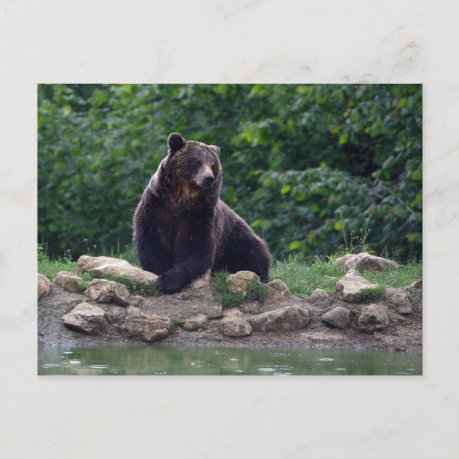 Carte Postale ours Brown (Devant)
