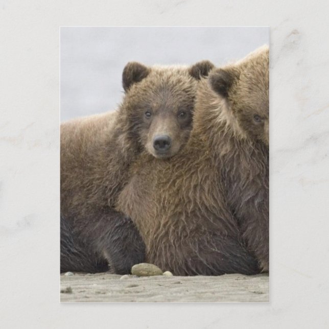 Carte Postale Ours Brown Aimer la nature (Devant)